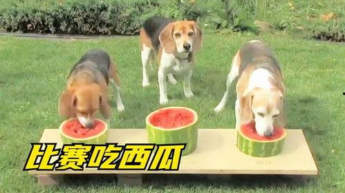 娱乐吃瓜酱小狗吉祥