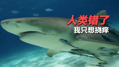 娱乐吃瓜酱鲨鱼视频,揭秘鲨鱼视频背后的秘密与趣味